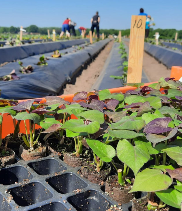 Teelt van zoete aardappelen