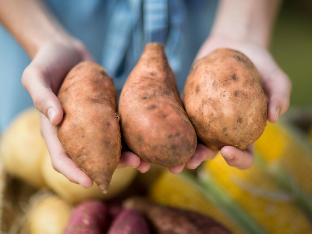 Start project mechanisatie zoete aardappelen