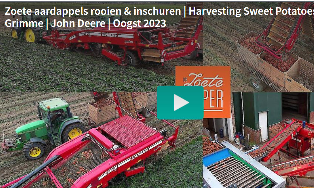 Video: Zoete aardappelen rooien en inschuren in Lage Zwaluwe